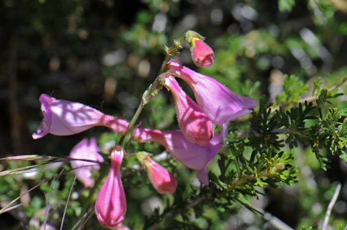 Sunset Crater Penstemon is extremely rare in the United States where it is found in a local region about Sunset Crater, northeast of Flagstaff. Penstemon clutei